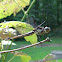 Dragon Fly