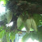 Chocolate Tree
