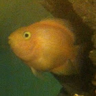 Bloody Parrot Cichlid