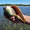 Knobbed Whelk