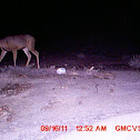 Mule deer