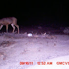 Mule deer