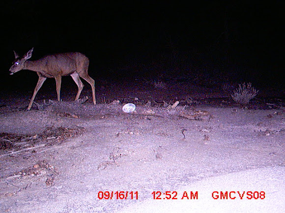 Spotting Image 1