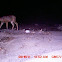 Mule deer