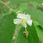 Jamaican Cherry