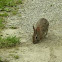 Eastern cottontail rabbit