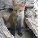 Red Fox