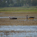 Southern Screamer (with chicks)
