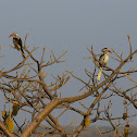 Red-billed Hornbill