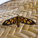 Tiger Moth
