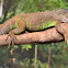 Green Iguana