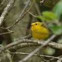 Wilson's Warbler