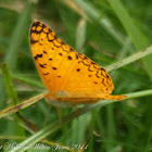African Leopard Butterfly
