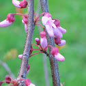 Eastern Redbud