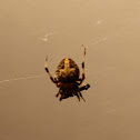 Orb Weaver