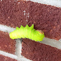 Polyphemus Moth Caterpillar