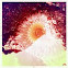 Aggregating anemone
