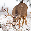 Mule Deer