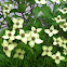 Flowering dogwood