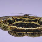 Owlet Moth
