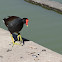 Common gallinule