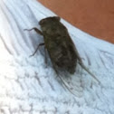 Locust