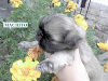 Hermosos Cachorritos Chiquititos