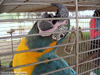 Anna has a big beak