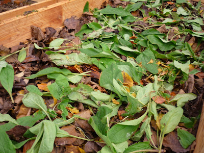 Filled bed with comfrey on top