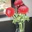 Ranunculus