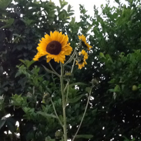 Spotting Image 1