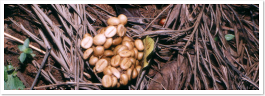 kopi-luwak-600x204