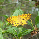 Speckled Yellow