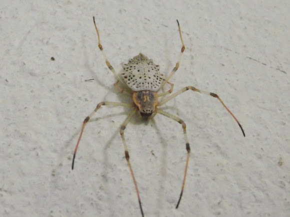Spotting Image 1