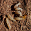 termites
