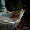 White-throated Sparrow