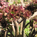 Tree Aeonium