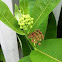 Milkweed