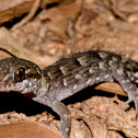 Eborac Island gecko