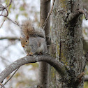 Eastern Gray Squirrel