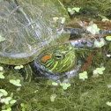 Baby red-eared slider