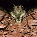 Hagen's sphinx