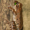 Mexican Tree Frog