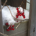 Climbing Nightshade