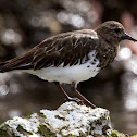 Black Turnstone