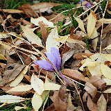 _DSC0033.JPG