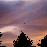 _DSC0015.JPG