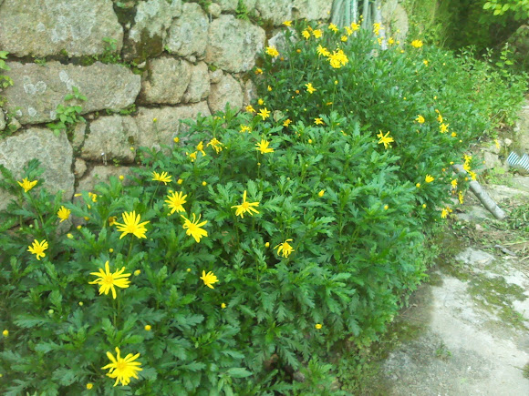 Spotting Image 1