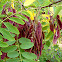 falsa acacia