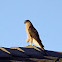 Sharp-shinned Hawk